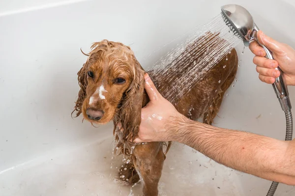 Englischer Cocker Spaniel Hund Unter Der Dusche Mit Shampoo Seife — Stockfoto