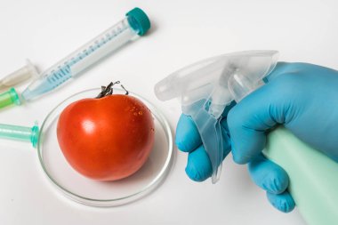 GDO bilim adamı kırmızı domatese - genetiği değiştirilmiş gıda kavramı sıvı püskürtme