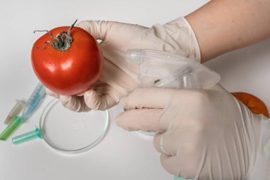 GDO bilim adamı kırmızı domatese sıvı püskürtme