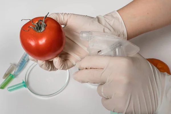 Gmo Wissenschaftler sprüht Flüssigkeit auf rote Tomaten — Stockfoto