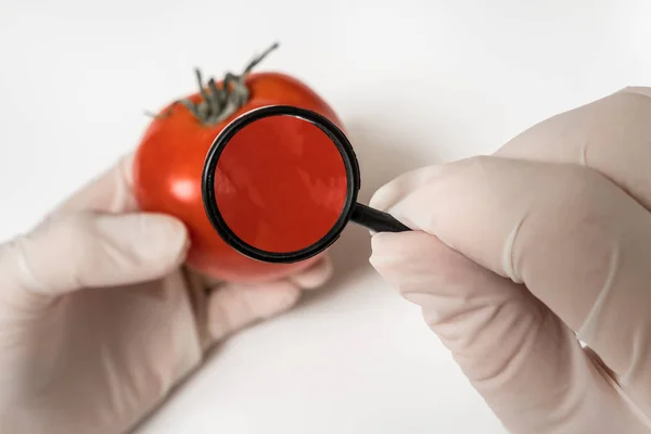 Naukowiec GMO patrzy na czerwony pomidor przez szkło powiększające — Zdjęcie stockowe