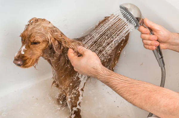 Cocker Spaniel Hund duscht mit Shampoo und Wasser — Stockfoto