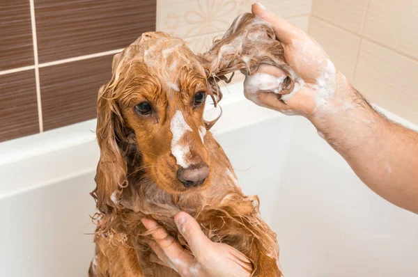 Cocker Spaniel Hund duscht mit Shampoo und Wasser — Stockfoto