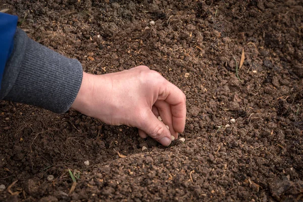 Фермера рука посадки насіння в грунт - садівництва концепції — стокове фото