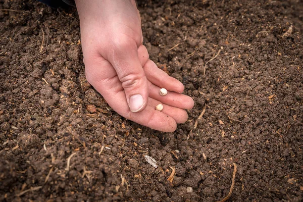 Semis manuel des agriculteurs dans le sol - concept de jardinage — Photo