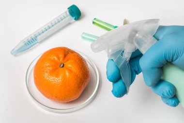 GDO bilim adamı mandalina üzerinde sıvı püskürtme