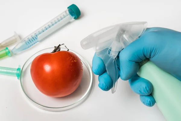 Gmo Wissenschaftler sprüht Flüssigkeit auf rote Tomaten — Stockfoto