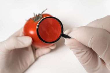 Büyüteç aracılığıyla kırmızı domates GDO bilim adamı bakar