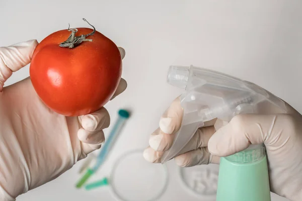 Gmo Wissenschaftler sprüht Flüssigkeit auf rote Tomaten — Stockfoto