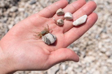 Dişi elüzerinde küçük yengeç ve taşlar