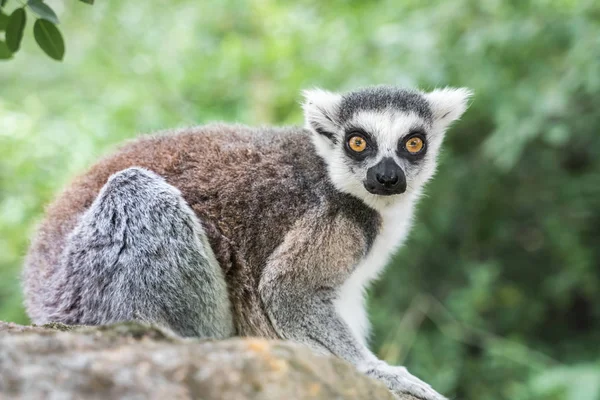 Lémur de cola anillada (lemur catta) en el jardín —  Fotos de Stock