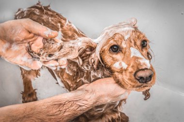 Cocker spaniel köpek şampuanı ve su ile duş alıyor