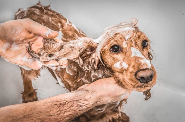 Cocker spaniel perro tomar una ducha con champú y agua —  Fotos de Stock