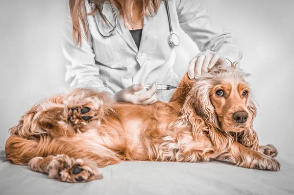 Veterinario que da la inyección del perro - el concepto veterinario — Foto de Stock