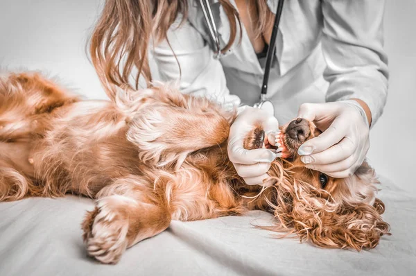Veterinário que verifica dentes de um cão - conceito veterinário — Fotografia de Stock