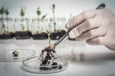 GDO bitki biyolojik laboratuarda test bilim adamı