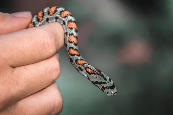 Schlange in der Hand auf grünem Naturhintergrund — Stockfoto