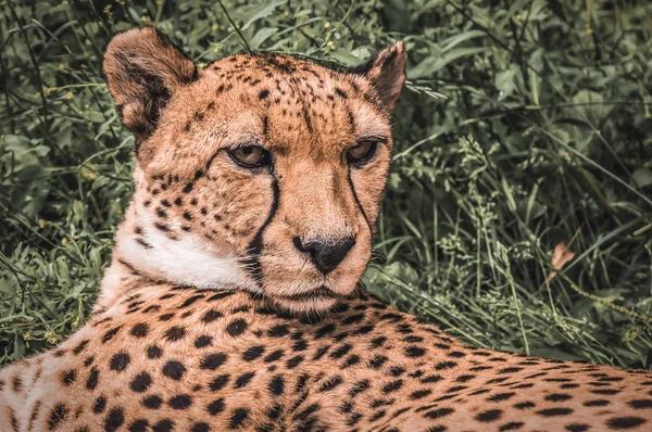 Retrato de uma chita selvagem no fundo da natureza — Fotografia de Stock