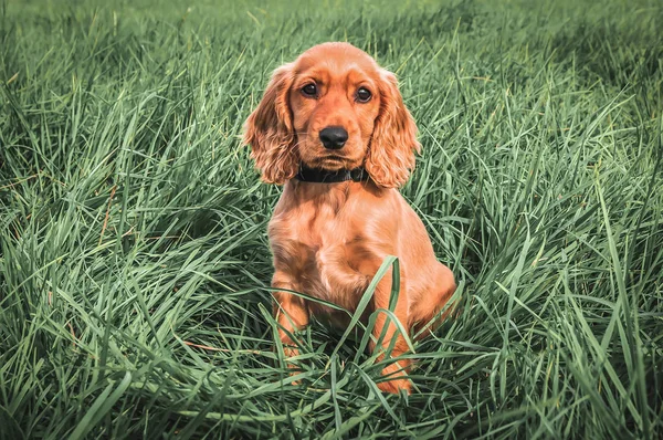 Inglés cocker spaniel cachorro sentado en la hierba — Foto de Stock