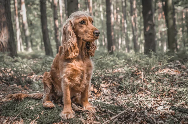 Inglês Cocker Spaniel cão na floresta — Fotografia de Stock