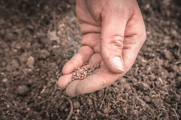 Agricultores mão plantar sementes no solo - conceito de jardinagem — Fotografia de Stock