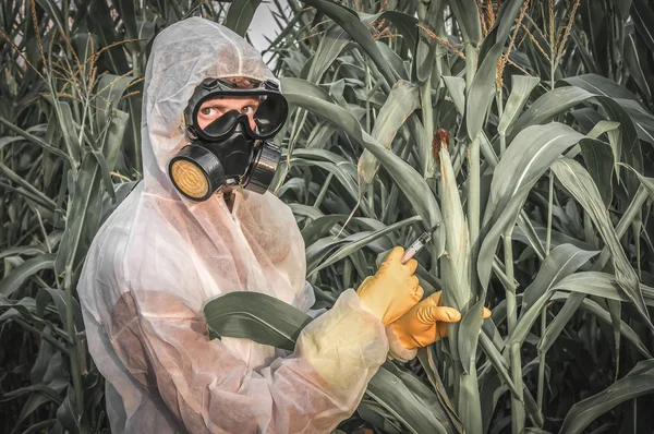 ГМО ученый в комбинезоне генетически модифицирующей кукурузы (кукуруза ) — стоковое фото