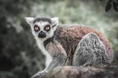Bahçede Ring kuyruklu lemur (lemur catta)