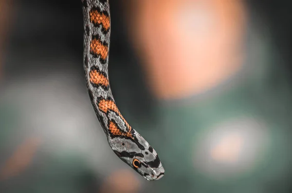 绿色自然背景上的蛇 — 图库照片