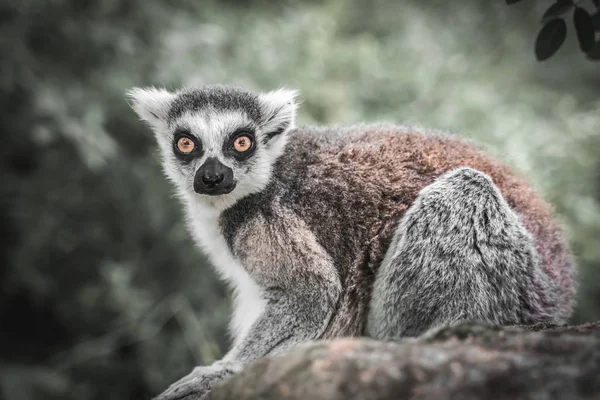 Lémur de cola anillada (lemur catta) en el jardín —  Fotos de Stock