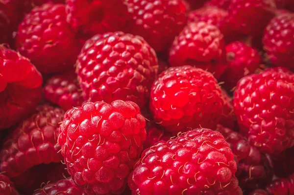 Close-up photography of fresh red raspberries