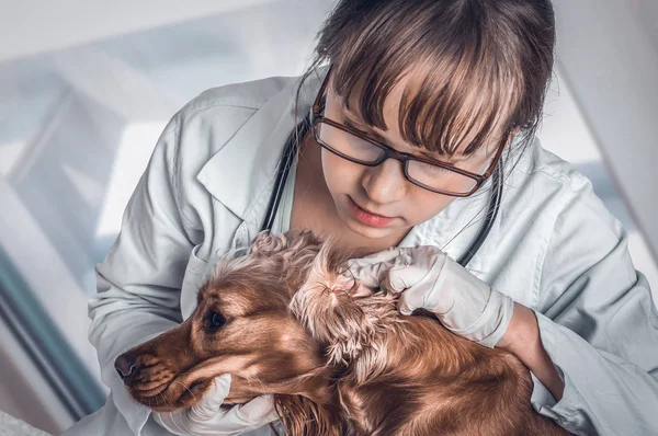 Veterinario que revisa las orejas de un perro - concepto veterinario — Foto de Stock