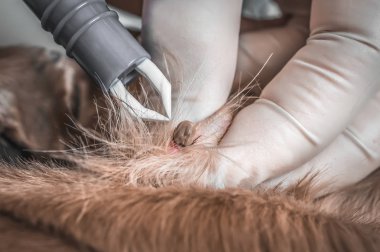 Veterinerlik doktoru köpek bir kene kaldırma