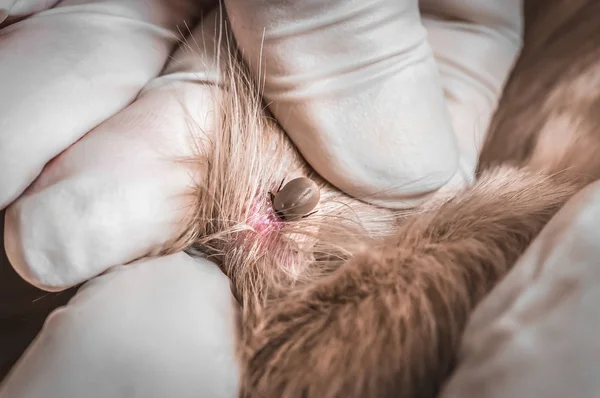 Médico veterinário removendo um carrapato do cão — Fotografia de Stock