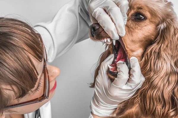 Veterinario comprueba los dientes a un perro — Foto de Stock