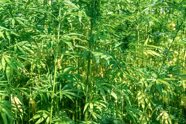 Φυτά μαριχουάνας-χωράφι αγροκτήματος κάνναβης — Φωτογραφία Αρχείου