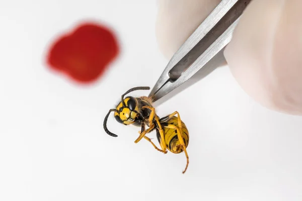 Ilmu entomologi dengan pinset memeriksa tawon — Stok Foto