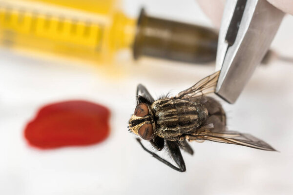 Science entomologist with tweezers examines fly