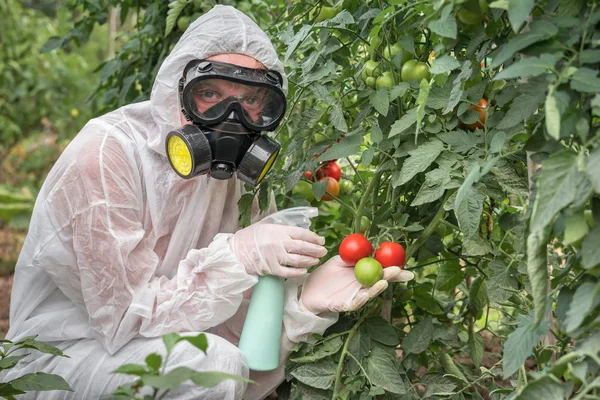 ГМО-учёный, генетически модифицирующий помидор с помощью спрея — стоковое фото