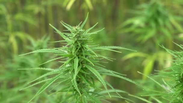 Marijuana Plants Outdoor Cannabis Farm Field — Stock Video