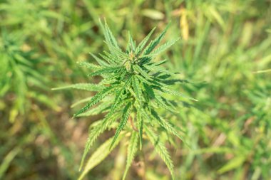 Esrar bitkileri - kenevir çiftliği alanı