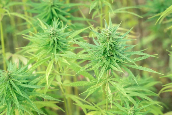 Marihuanapflanzen - Cannabisfeld — Stockfoto