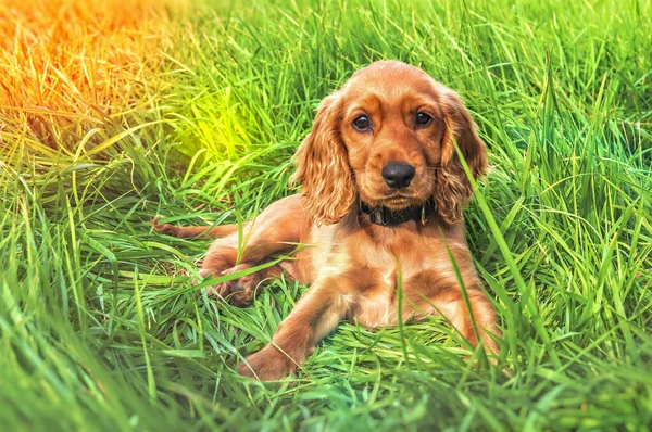 Inglés cocker spaniel cachorro acostado en la hierba —  Fotos de Stock