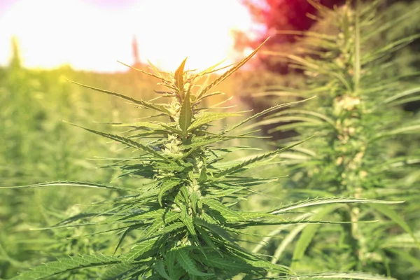 Φυτά μαριχουάνας-χωράφι αγροκτήματος κάνναβης — Φωτογραφία Αρχείου