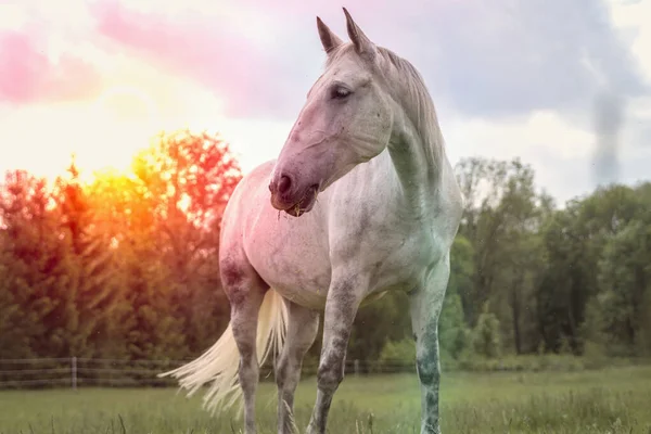 Лошадь стоит на поле с зеленой травой — стоковое фото