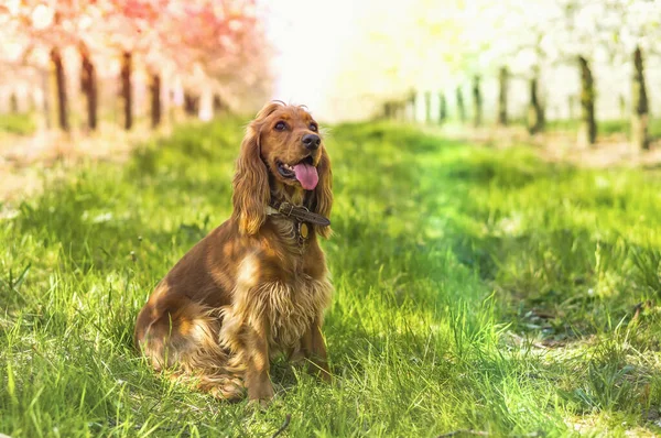 Cocker spaniel inglés en el jardín de frutas —  Fotos de Stock