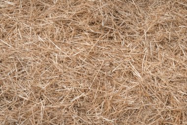 Kırsal tarlada hasat sonrası saman ya da saman.