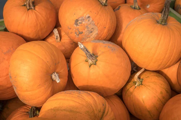 Tas de nombreuses citrouilles orange à la ferme de citrouilles — Photo