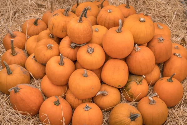 Heap of many orange pumpkins at pumpkin farm — Stock Photo, Image