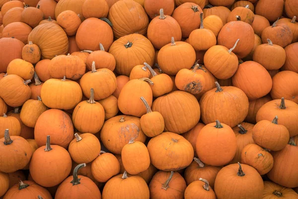 Tas de nombreuses citrouilles orange à la ferme de citrouilles — Photo