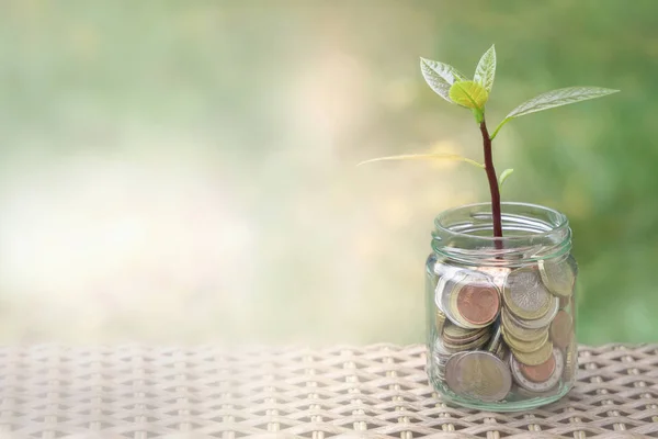 玻璃瓶中的硬币，小植物，靠金钱生长 — 图库照片